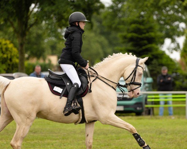 Springpferd Dream of you 4 (Deutsches Reitpony, 2016, von Dating AT NRW)