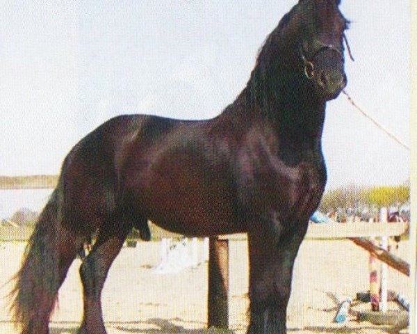 horse Alwin Van Buren (Friese, 2000, from Feitse 293)