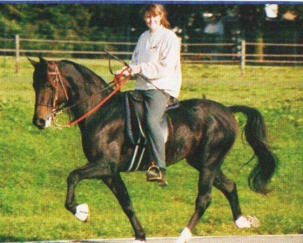 horse First Step (German trotters, 1990, from Diamond Way (DE))