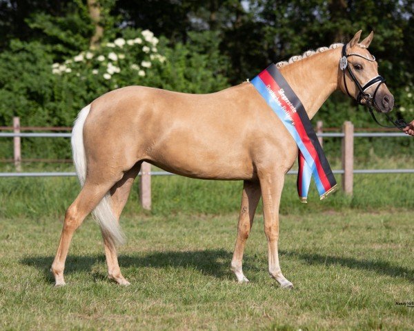 broodmare Very Chic GM (German Riding Pony, 2018, from Jonker's Socrates)
