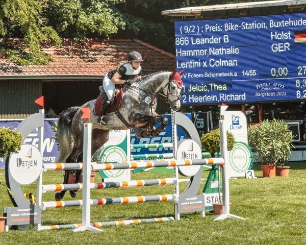 jumper Leander B (Holsteiner, 2019, from Lentini)