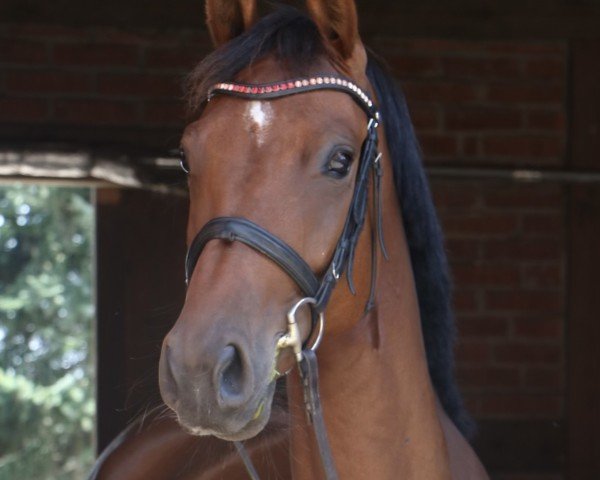 Springpferd Carla LS (Deutsches Sportpferd, 2019, von Casallco)