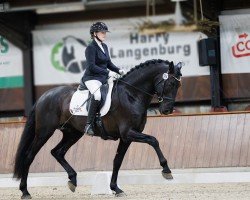 dressage horse Austral Ducal (Pura Raza Espanola (PRE), 2019)