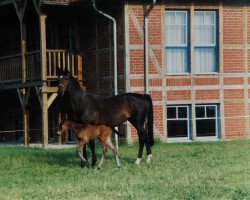 horse Te Quiero (Trakehner, from Sarafan)