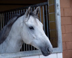 horse Tremolo (Trakehner, from Suchard)