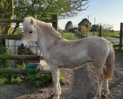 Pferd Floris (Fjordpferd, 2020, von Nio)