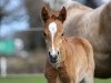 Dressurpferd Repelerhof's Dorfbub (Deutsches Reitpony, 2021, von Diamond Touch NRW)