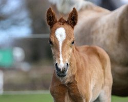 Dressurpferd Repelerhof's Dorfbub (Deutsches Reitpony, 2021, von Diamond Touch NRW)