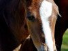 broodmare Zaynah (Württemberger, 2017, from Zaccorado Blue)