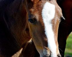 broodmare Zaynah (Württemberger, 2017, from Zaccorado Blue)