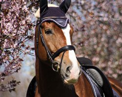 jumper Falco 402 (KWPN (Royal Dutch Sporthorse), 2010, from Chello III VDL)