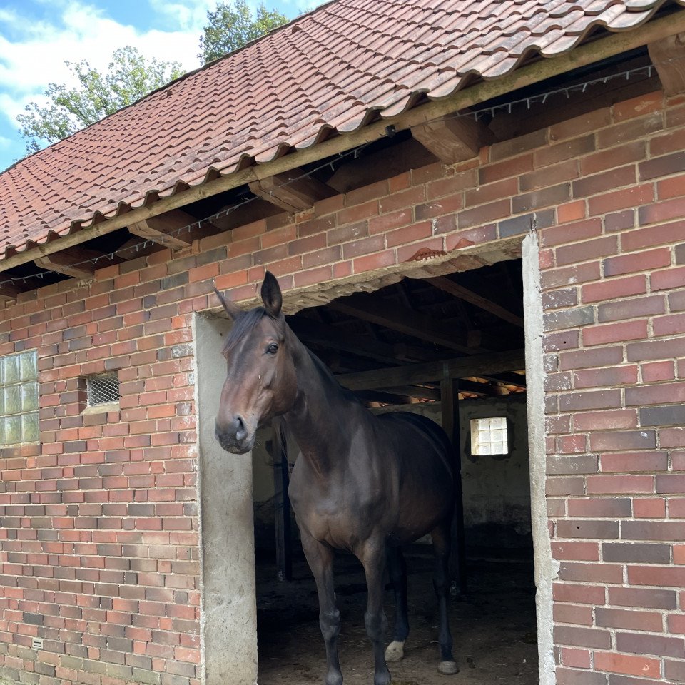 broodmare Sturmwind (Trakehner, 2009, from Gut Saalhoff's Canzler)