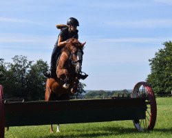 broodmare Rote Zora 9 (German Riding Pony, 2013, from King Hardy)