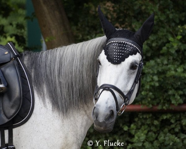 Pferd Marsja (Polnisches Warmblut, 2004, von Orbis)