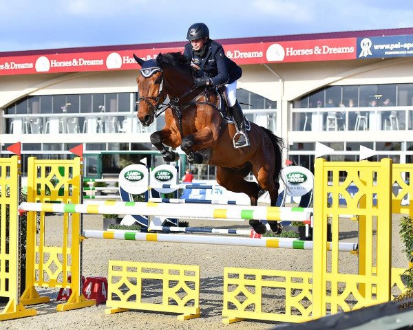 Springpferd Top Gun SR (Zangersheide Reitpferd, 2013, von Casimo)