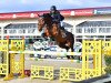 jumper Top Gun SR (Zangersheide riding horse, 2013, from Casimo)