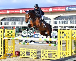 jumper Top Gun SR (Zangersheide riding horse, 2013, from Casimo)