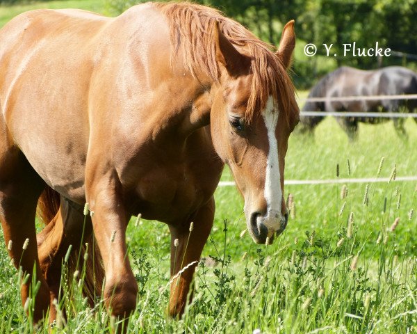 horse Weikano (Hanoverian, 2010)