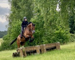 dressage horse Landadel D (Bavarian, 2011, from Landos)