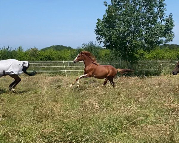 dressage horse Dating‘s Farbklecks (German Riding Pony, 2024, from Dating AT NRW)