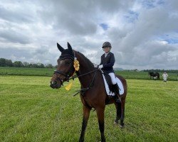 dressage horse Tennessee MW (German Riding Pony, 2020, from Birkhof's Topas Fbw)
