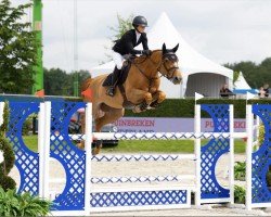 jumper O-Mero van't Streyehof (Belgian Warmblood, 2014, from Richebourg)