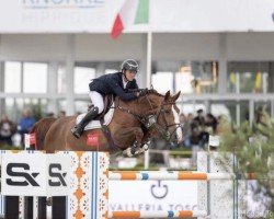 broodmare Miu Miu van Overis (Belgian Warmblood, 2012, from Inshallah de Muze)
