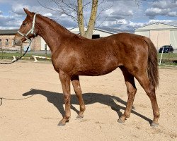 dressage horse Blitz B (Oldenburg, 2019, from Belantis)