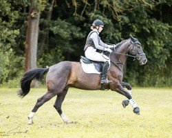 Springpferd Dragon Hit 3 (Oldenburger, 2016, von Dragon Hill)