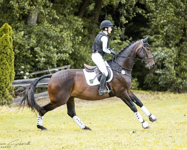 Dressurpferd Sa Coeur 8 (Deutsches Sportpferd, 2013, von San Muscadet)