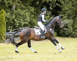 Dressurpferd Sa Coeur 8 (Deutsches Sportpferd, 2013, von San Muscadet)