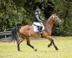 Springpferd Wiesenguts Cavaro (Deutsches Sportpferd, 2012, von Canoso)