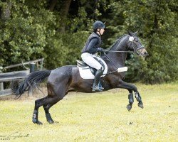 jumper Logbrandur 3 (German Sport Horse, 2017, from Liegnitz)