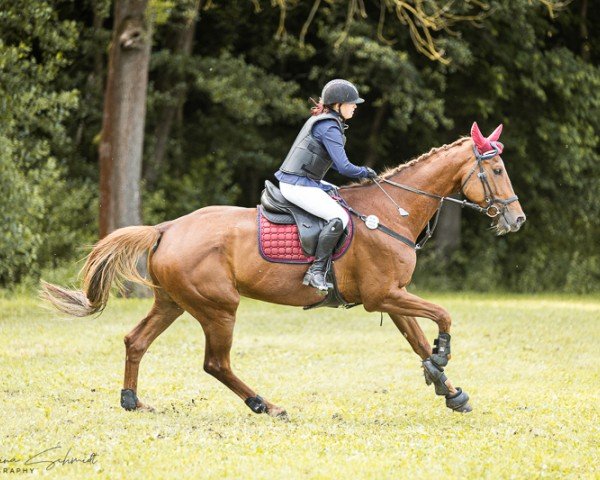 Springpferd Alice 429 (Deutsches Sportpferd, 2016, von Casskeni II)