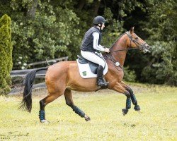 Springpferd A Midnight Lady 3 (Deutsches Sportpferd, 2013, von Casdorff)