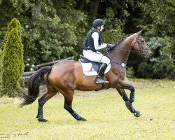broodmare Miss Buckley (Irish Sport Horse, 2004, from Touchdown)