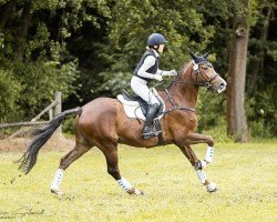 dressage horse Quizzly (German Sport Horse, 2016, from Quiz)