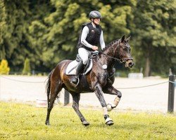 Dressurpferd Gin Tonic 174 (Deutsches Reitpony, 2019, von Glück Auf A)