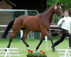 broodmare Hanna VII (Trakehner, 2001, from Summertime)