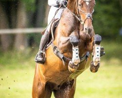 broodmare Crizzly As (Mecklenburg, 2012, from Christ)