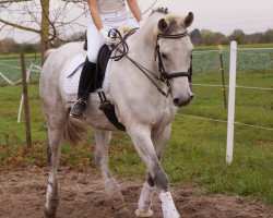 Pferd Kamiro (Polnisches Warmblut, 2004, von Vittorio)