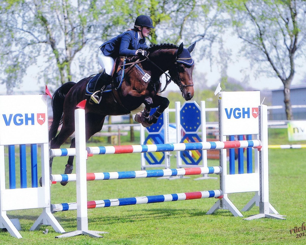 jumper MPS Hektor (German Sport Horse, 2011, from Heops)