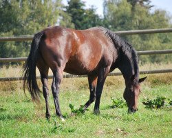 Pferd Camar Virginia (Trakehner, 2012, von Perechlest)