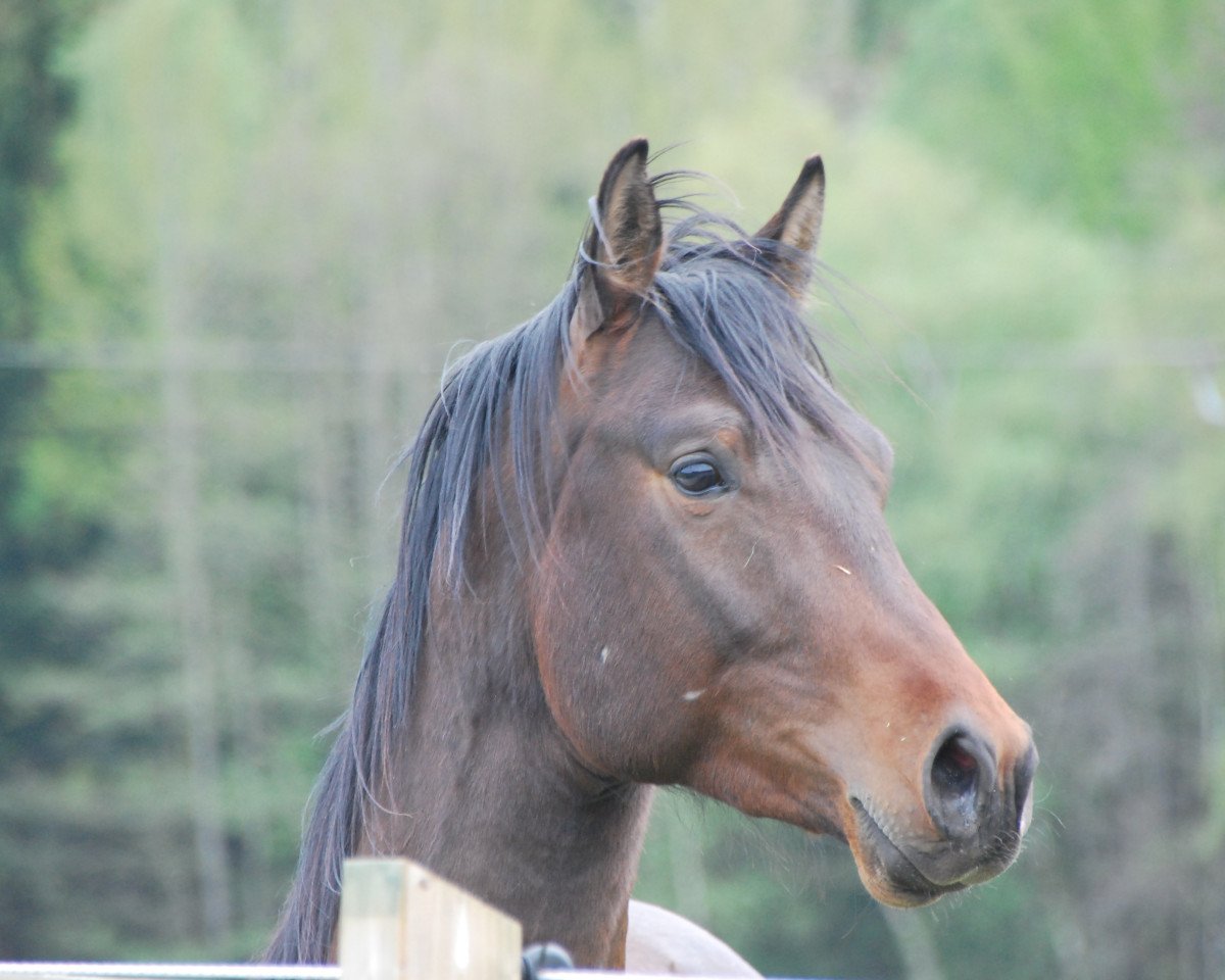 dressage horse Samba´s Amun Ra el Karim SEA (Trakehner, 2016, from Hibiskus)