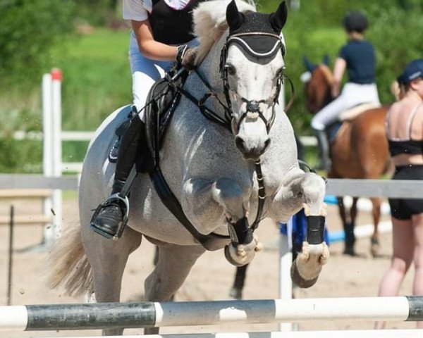 horse So Betty (Connemara Pony, 2015, from Goldrock Laddie 33 C)