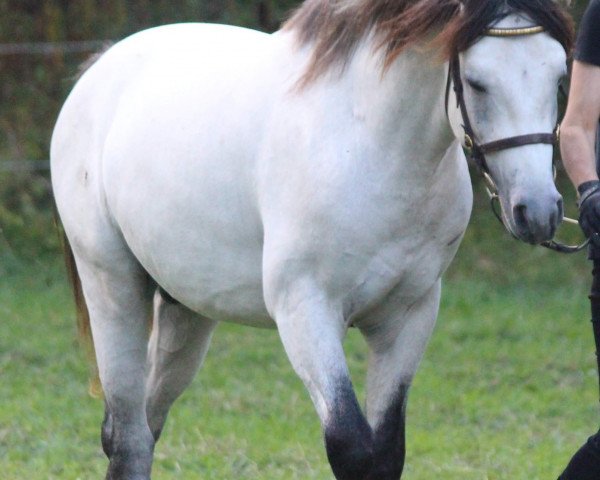 Pferd Shaun of Willowrock (Connemara-Pony, 2017, von Goldrock Laddie 33 C)