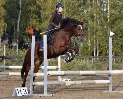 Pferd Caragh Gem 291 C (Connemara-Pony, 2014, von Golddigger Laddie 9 C)