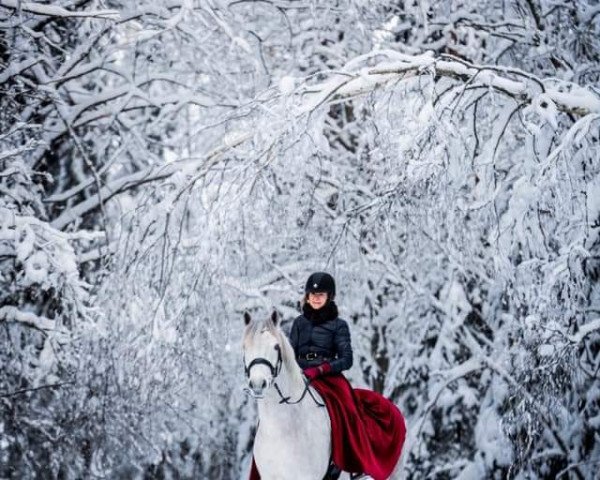 Pferd Ohana Gandalf Grey (Connemara-Pony, 2013, von Golddigger Laddie 9 C)