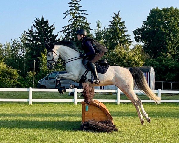 jumper Top Vienta (German Riding Pony, 2017, from Top Vidal)