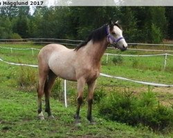 Pferd Goldstorm Laddie (Connemara-Pony, 2016, von Golddigger Laddie 9 C)